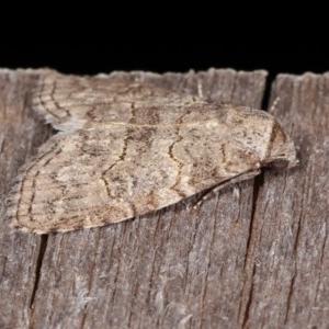 Calathusa sp nr dispila at Melba, ACT - 10 Nov 2020 10:50 PM