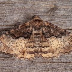 Aporoctena undescribed species (A Geometrid moth) at Melba, ACT - 10 Nov 2020 by kasiaaus