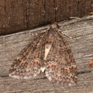 Microdes squamulata at Melba, ACT - 10 Nov 2020