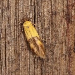 Stathmopoda crocophanes (Yellow Stathmopoda Moth) at Melba, ACT - 10 Nov 2020 by kasiaaus