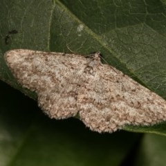 Psilosticha absorpta (Fine-waved Bark Moth) at Melba, ACT - 10 Nov 2020 by kasiaaus