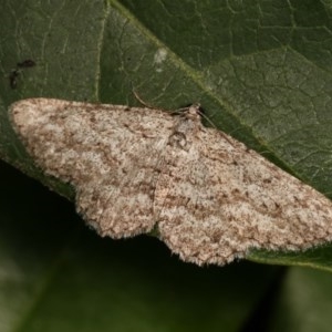 Psilosticha absorpta at Melba, ACT - 10 Nov 2020 10:59 PM