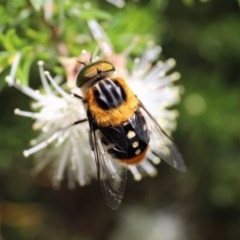 Scaptia (Scaptia) auriflua (A flower-feeding march fly) at Acton, ACT - 13 Nov 2020 by HelenBoronia