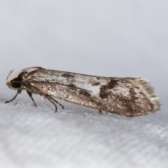 Eusemocosma pruinosa (Philobota Group Concealer Moth) at Melba, ACT - 10 Nov 2020 by kasiaaus