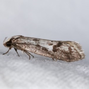 Eusemocosma pruinosa at Melba, ACT - 10 Nov 2020