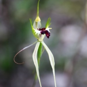 Caladenia atrovespa at Downer, ACT - suppressed