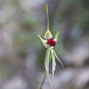 Caladenia atrovespa at Downer, ACT - suppressed