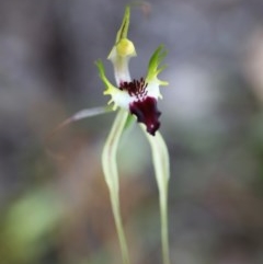 Caladenia atrovespa at Downer, ACT - 13 Nov 2020