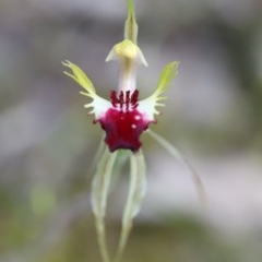 Caladenia atrovespa at Downer, ACT - suppressed