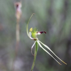 Caladenia atrovespa at Downer, ACT - suppressed