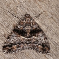 Gastrinodes argoplaca (Cryptic Bark Moth) at Melba, ACT - 10 Nov 2020 by kasiaaus