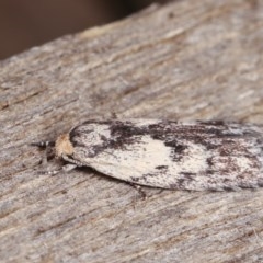 Phylomictis maligna (A Stenomatinae moth) at Melba, ACT - 10 Nov 2020 by kasiaaus