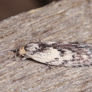 Phylomictis maligna at Melba, ACT - 10 Nov 2020 11:57 PM