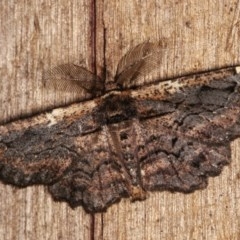 Pholodes sinistraria (Sinister or Frilled Bark Moth) at Melba, ACT - 11 Nov 2020 by kasiaaus