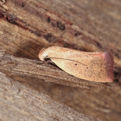 Acanthodela protophaes (A Concealer moth) at Melba, ACT - 10 Nov 2020 by kasiaaus