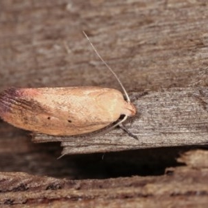 Acanthodela protophaes at Melba, ACT - 11 Nov 2020 12:05 AM