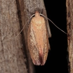 Acanthodela protophaes at Melba, ACT - 11 Nov 2020 12:05 AM