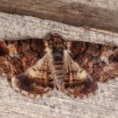 Cryphaea xylina (Woodland Geometrid) at Melba, ACT - 10 Nov 2020 by kasiaaus