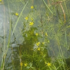 Ranunculus inundatus (River Buttercup) at Kowen, ACT - 13 Nov 2020 by Kristy