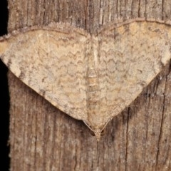 Chrysolarentia mecynata (Mecynata Carpet Moth) at Melba, ACT - 10 Nov 2020 by kasiaaus