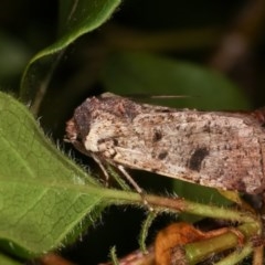 Agrotis porphyricollis (Variable Cutworm) at Melba, ACT - 10 Nov 2020 by kasiaaus