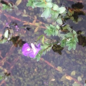 Utricularia dichotoma at Sutton, NSW - 1 Nov 2020