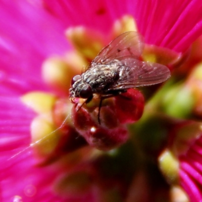 Muscidae (family) (Unidentified muscid fly) at Murrumbateman, NSW - 13 Nov 2020 by davobj