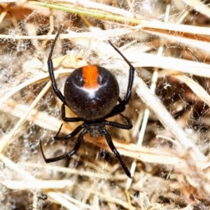 Latrodectus hasselti at Jerangle, NSW - 1 Jan 2010