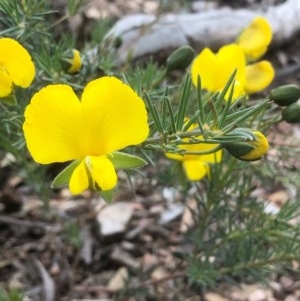 Gompholobium huegelii at Bruce, ACT - 8 Nov 2020