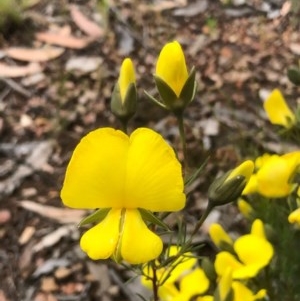 Gompholobium huegelii at Bruce, ACT - 8 Nov 2020