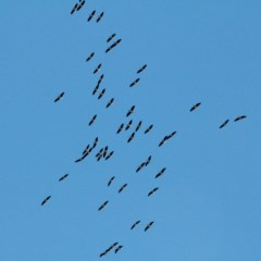 Threskiornis spinicollis (Straw-necked Ibis) at Murrumbateman, NSW - 13 Nov 2020 by davobj