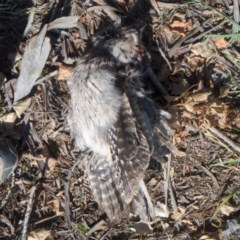 Podargus strigoides (Tawny Frogmouth) at Acton, ACT - 14 Nov 2020 by HelenCross