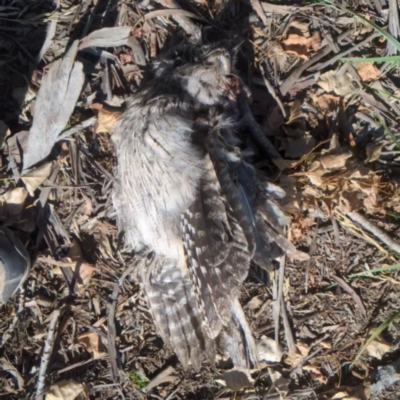 Podargus strigoides (Tawny Frogmouth) at Acton, ACT - 14 Nov 2020 by HelenCross