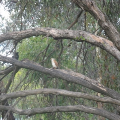 Falco cenchroides (Nankeen Kestrel) at Lake Ginninderra - 14 Nov 2020 by dwise