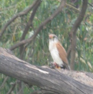 Falco cenchroides at Belconnen, ACT - 14 Nov 2020 03:52 PM