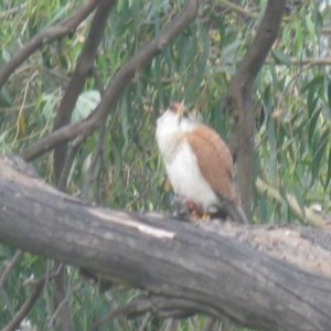 Falco cenchroides at Belconnen, ACT - 14 Nov 2020