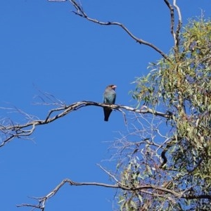 Eurystomus orientalis at Hughes, ACT - 14 Nov 2020