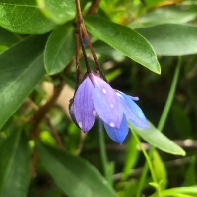 Billardiera heterophylla (Western Australian Bluebell Creeper) at Bruce, ACT - 8 Nov 2020 by goyenjudy