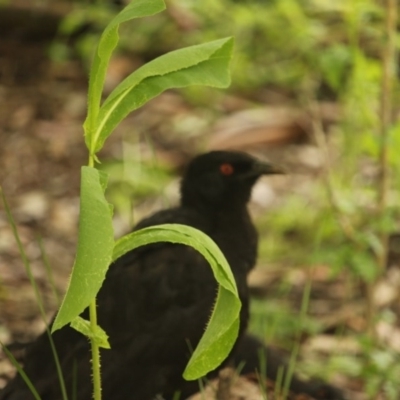 Corcorax melanorhamphos (White-winged Chough) at Federal Golf Course - 5 Nov 2020 by BigDad