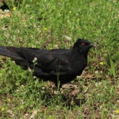 Corcorax melanorhamphos at Red Hill, ACT - 5 Nov 2020