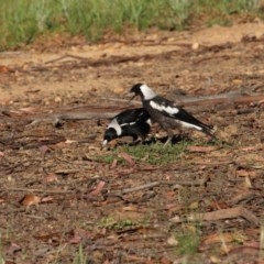 Gymnorhina tibicen at Hughes, ACT - 10 Nov 2020