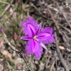 Thysanotus tuberosus subsp. tuberosus (Common Fringe-lily) at O'Connor, ACT - 13 Nov 2020 by KazzaC