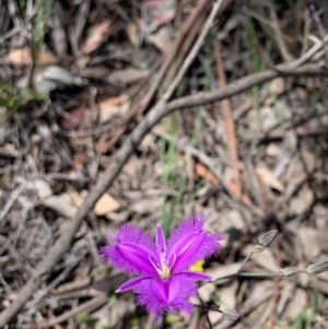 Thysanotus tuberosus subsp. tuberosus at O'Connor, ACT - 14 Nov 2020