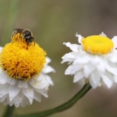 Lasioglossum (Chilalictus) sp. (genus & subgenus) (Halictid bee) at Acton, ACT - 13 Nov 2020 by HelenBoronia