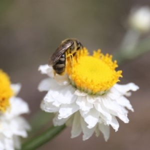 Lasioglossum (Chilalictus) sp. (genus & subgenus) at Acton, ACT - 13 Nov 2020 02:12 PM