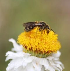 Lasioglossum (Chilalictus) sp. (genus & subgenus) at Acton, ACT - 13 Nov 2020 02:12 PM