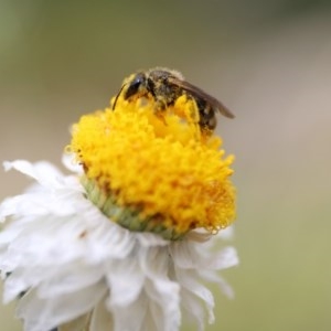 Lasioglossum (Chilalictus) sp. (genus & subgenus) at Acton, ACT - 13 Nov 2020 02:12 PM