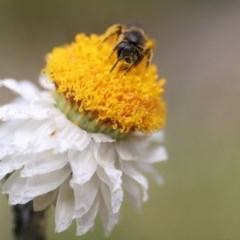 Lasioglossum (Chilalictus) sp. (genus & subgenus) at Acton, ACT - 13 Nov 2020 02:12 PM