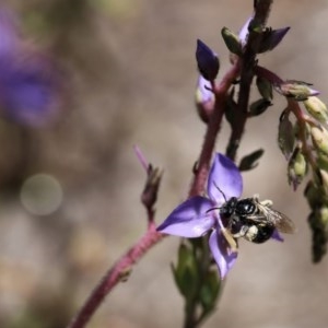 Lasioglossum (Chilalictus) sp. (genus & subgenus) at Acton, ACT - 13 Nov 2020 02:30 PM