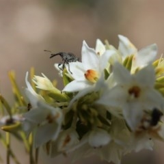 Meriphus fullo (Flower Weevil) at ANBG - 13 Nov 2020 by HelenBoronia